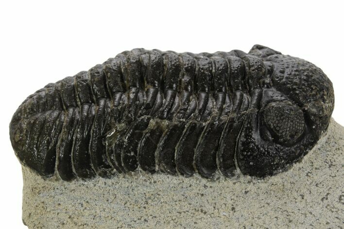 Detailed Morocops Trilobite - Ofaten, Morocco #340915
